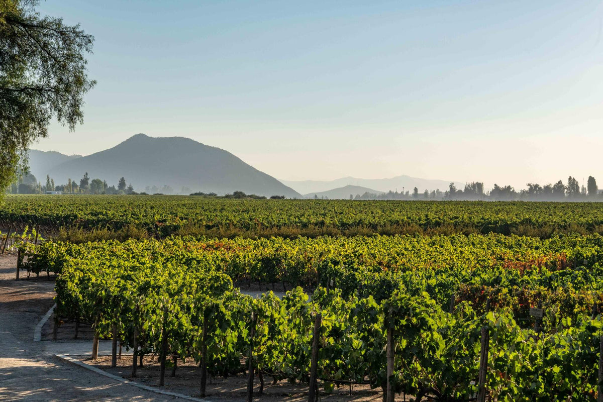 Viñedos de Viña Concha y Toro, Valle del Maipo